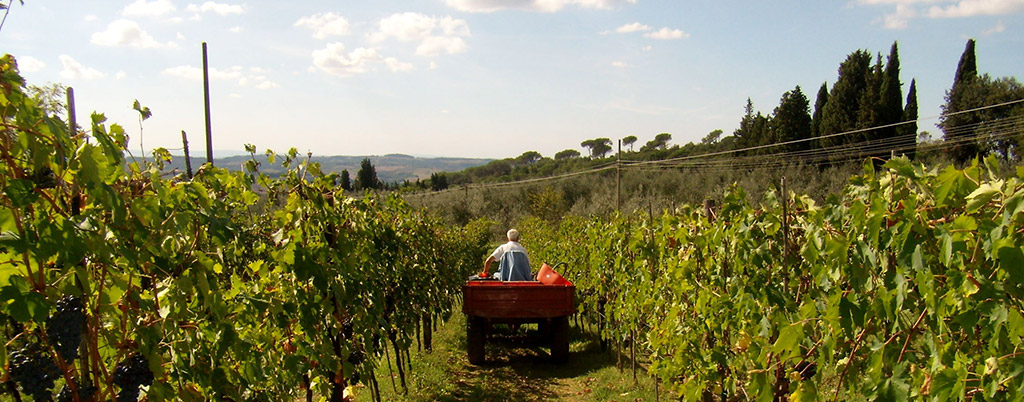 Prodotti azienda agricola a Firenze