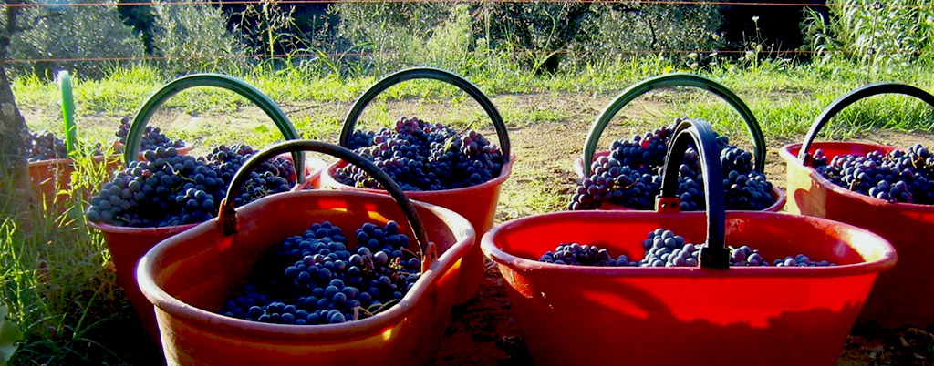 Tuscany grapes